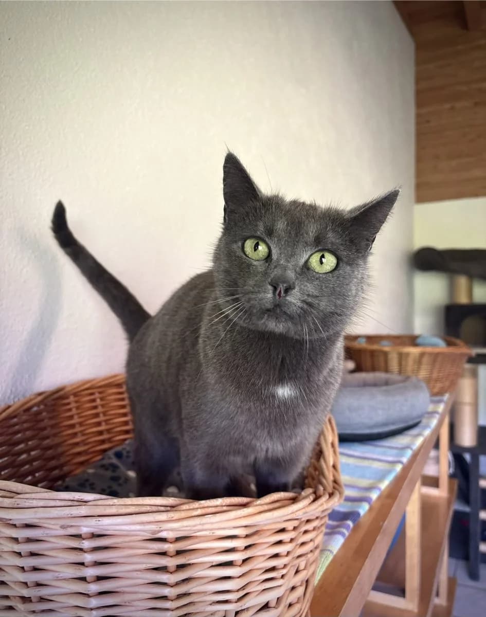 Akira, grise female young European Shorthair for adoption at SPA du Haut-Léman
