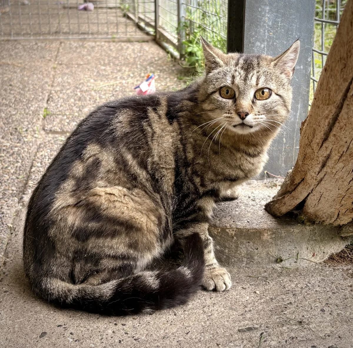 Briska, tigrée female 3yo European Shorthair for adoption at SPA du Haut-Léman