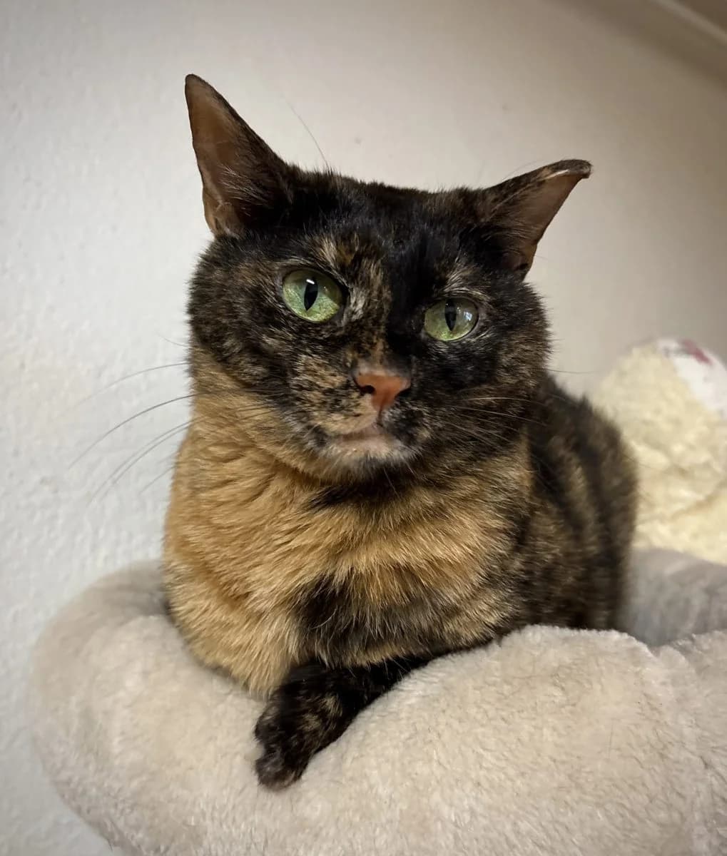 Toffee, female 5yo European Shorthair for adoption at SPA du Haut-Léman