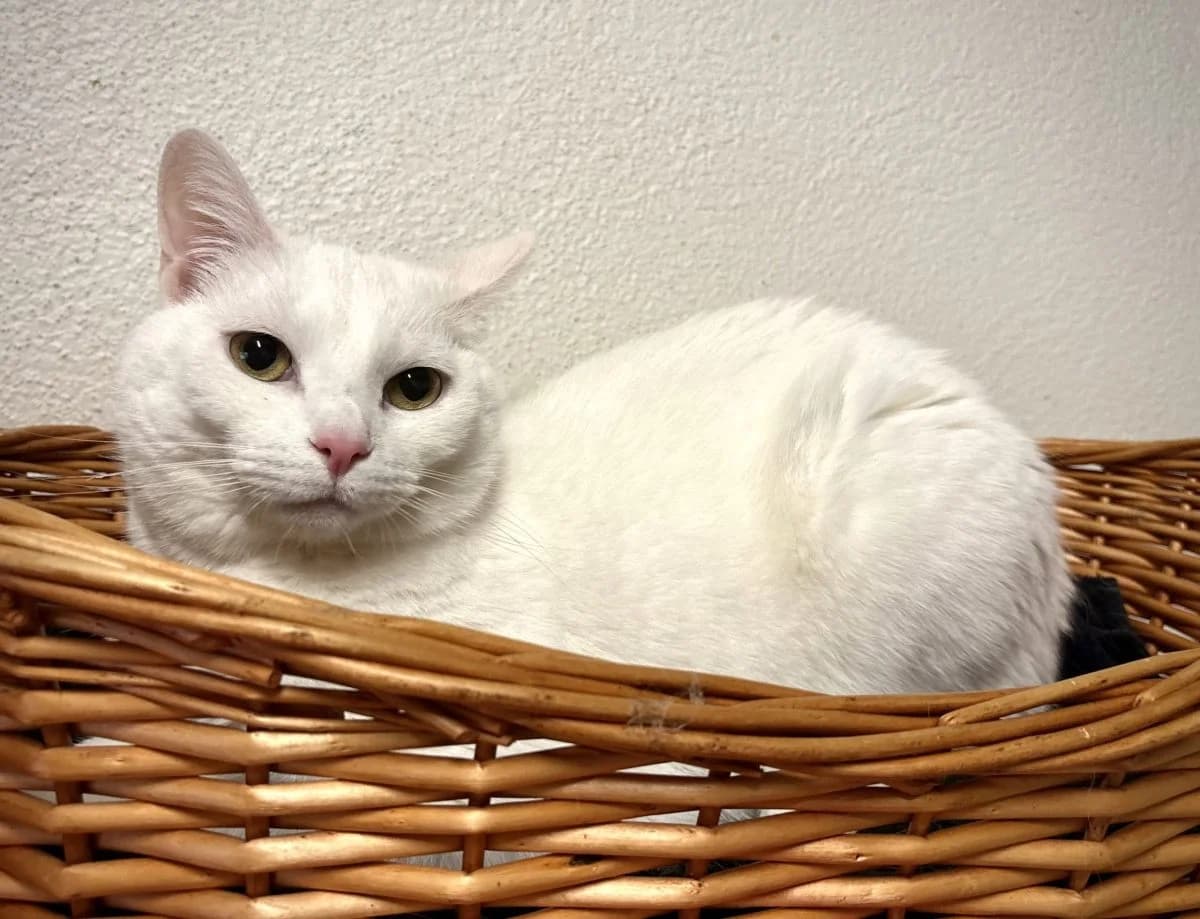 Milo, male 5yo European Shorthair for adoption at SPA du Haut-Léman