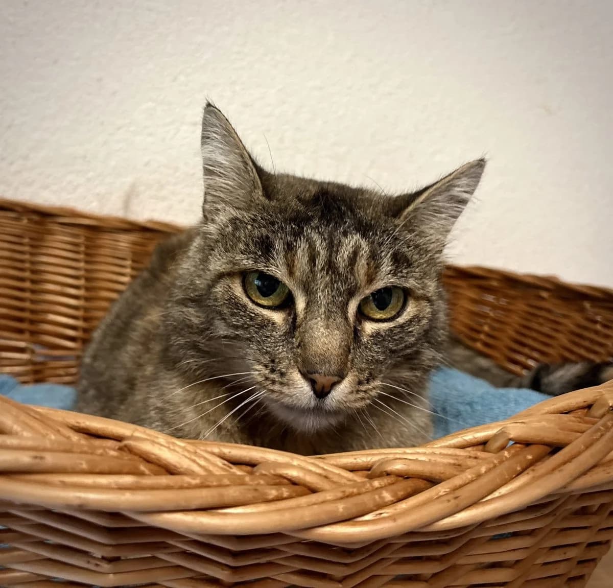 Shine, female 4yo European Shorthair for adoption at SPA du Haut-Léman