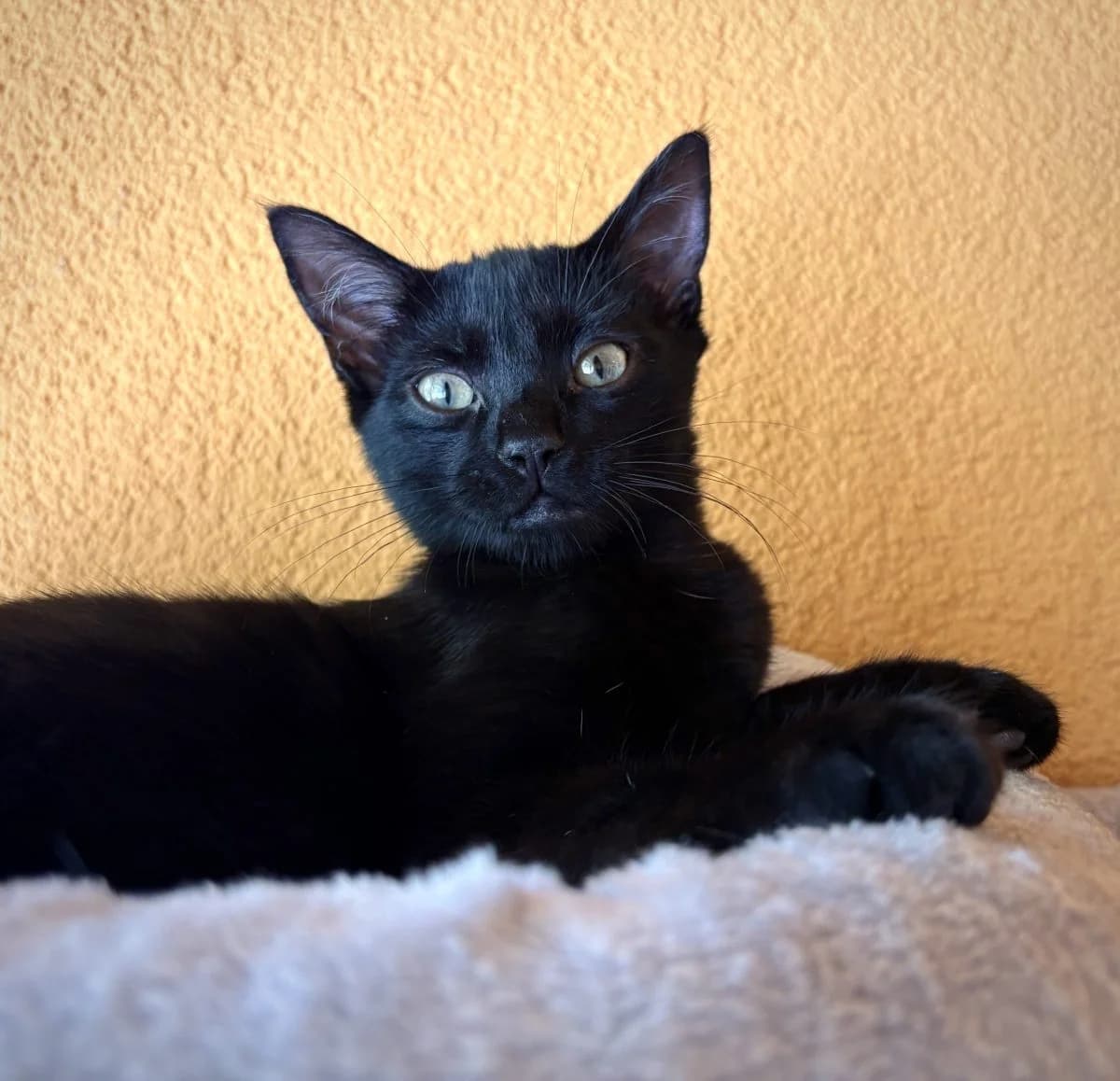 Tony, noir male European Shorthair for adoption at SPA du Haut-Léman