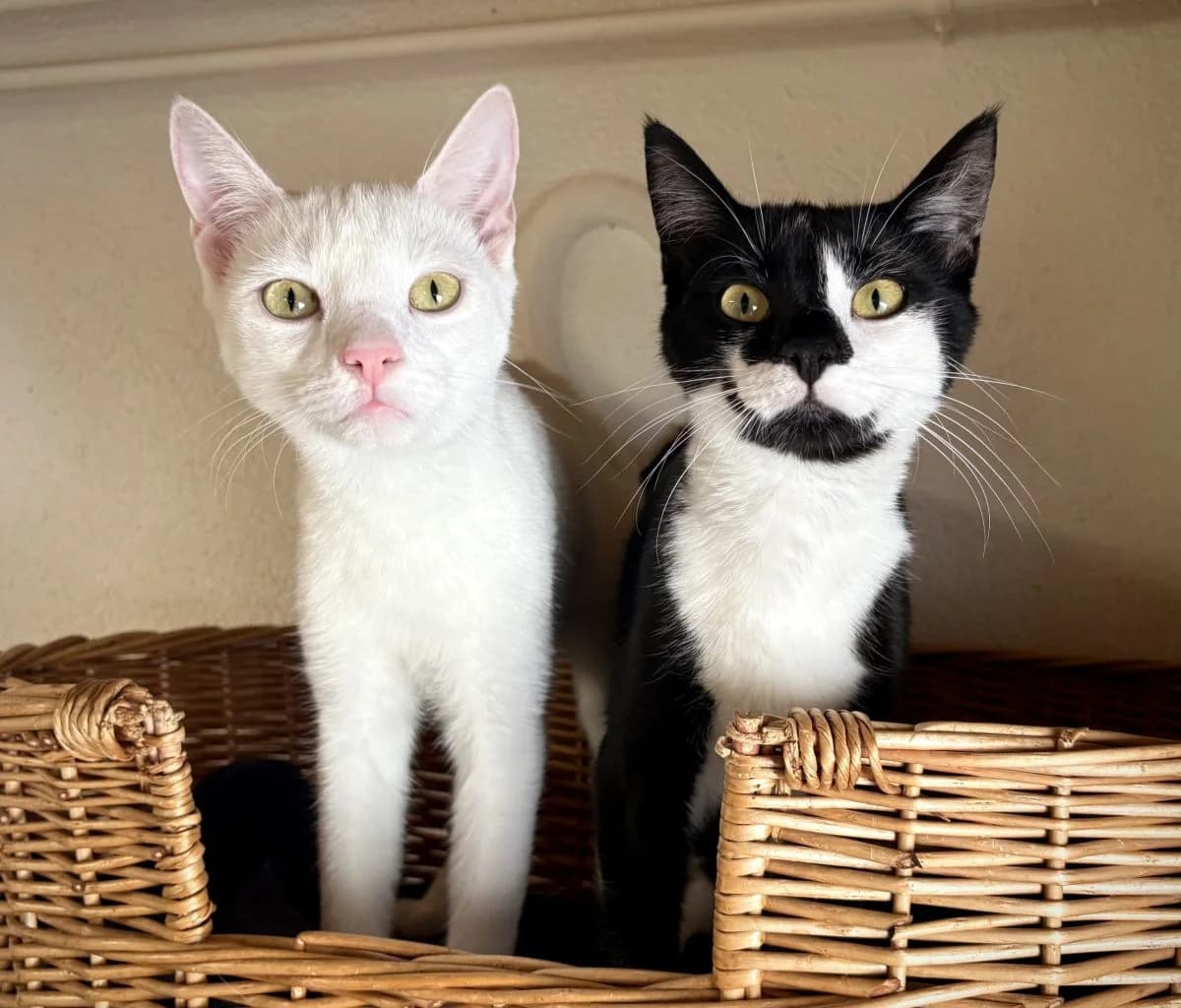 Darwin &amp, blanc et noire et blanche female European Shorthair for adoption at SPA du Haut-Léman