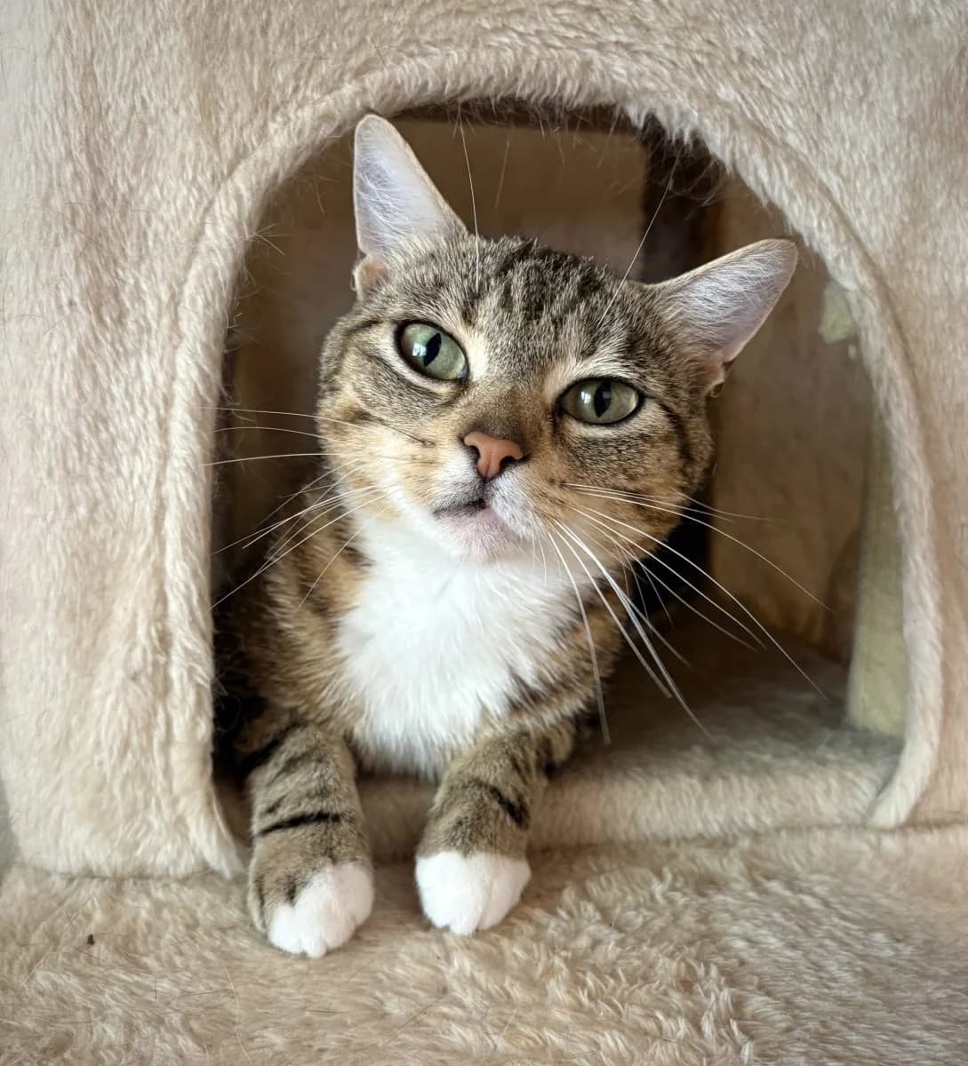 Yuna, tigrée blanche. female 4yo European Shorthair for adoption at SPA du Haut-Léman