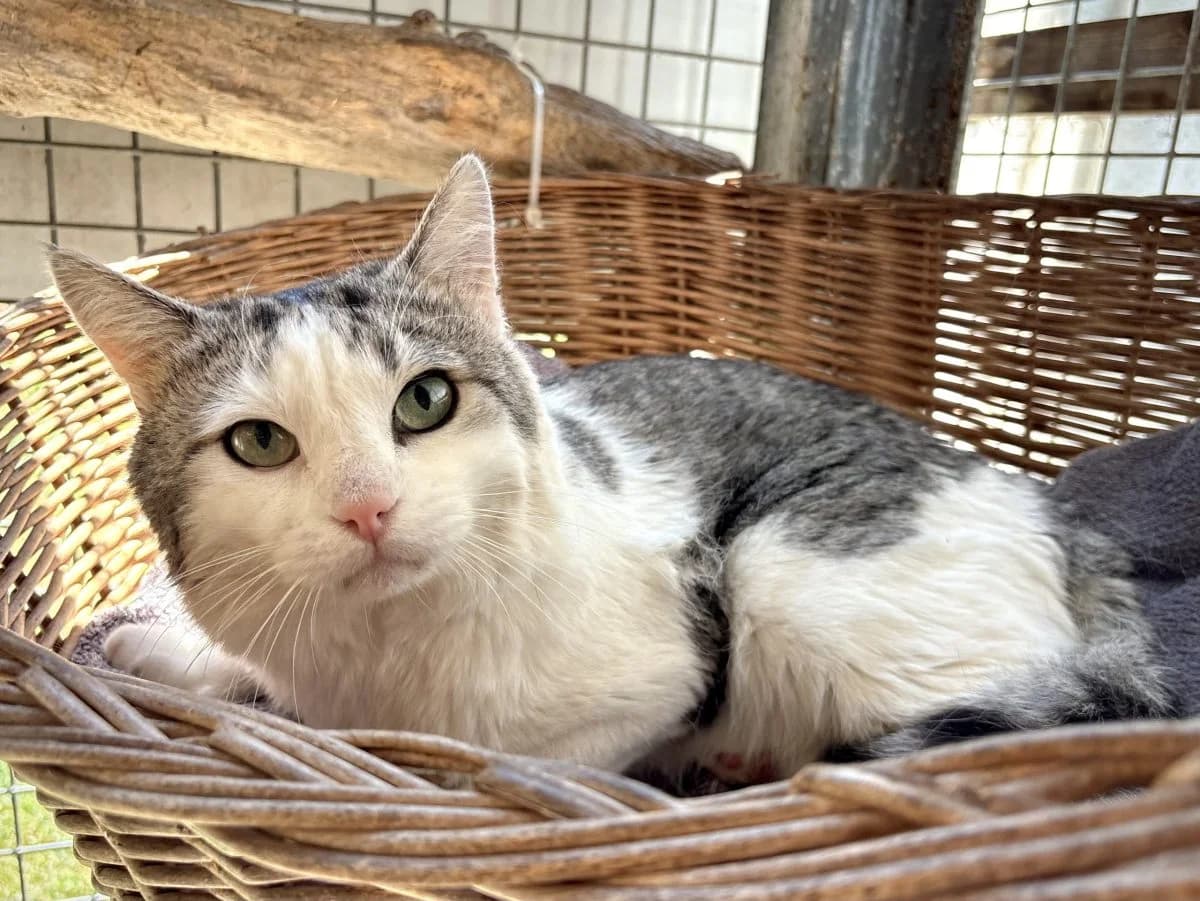 Chouki, male senior European Shorthair for adoption at SPA du Haut-Léman