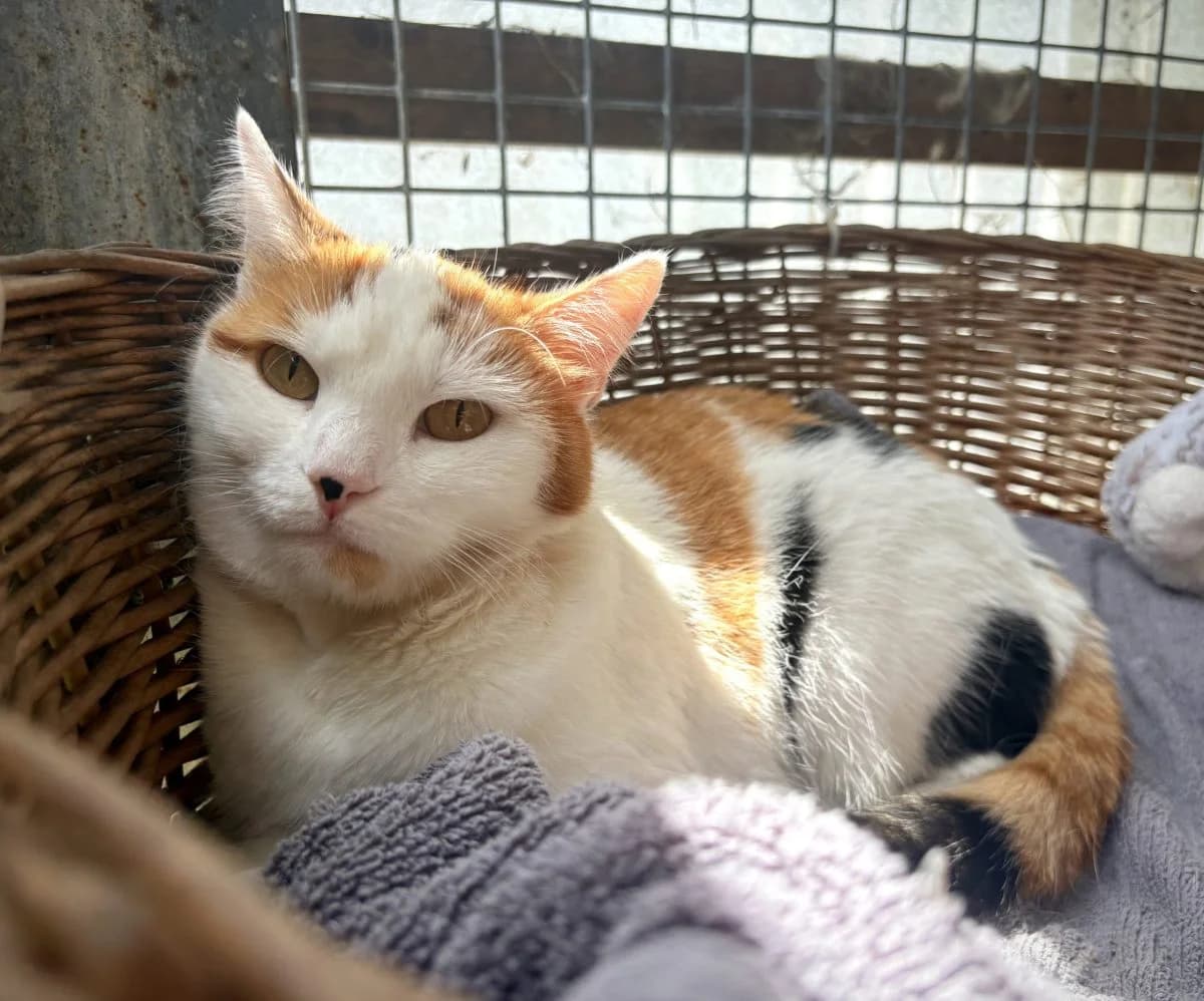 Zaya, European Shorthair (SPA du Haut-Léman)