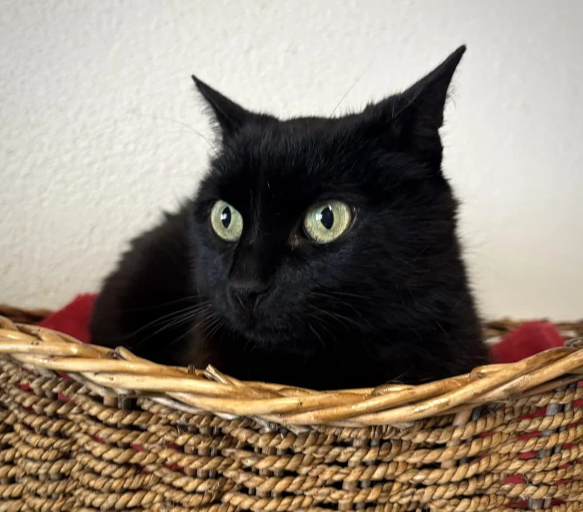 Mojito, noir. male senior European Shorthair for adoption at SPA du Haut-Léman
