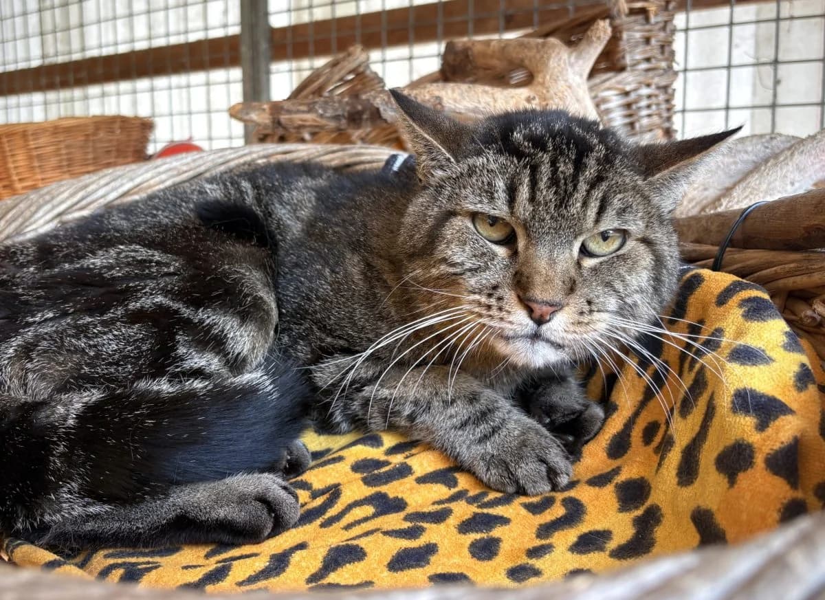 Pucci, tigré male senior European Shorthair for adoption at SPA du Haut-Léman