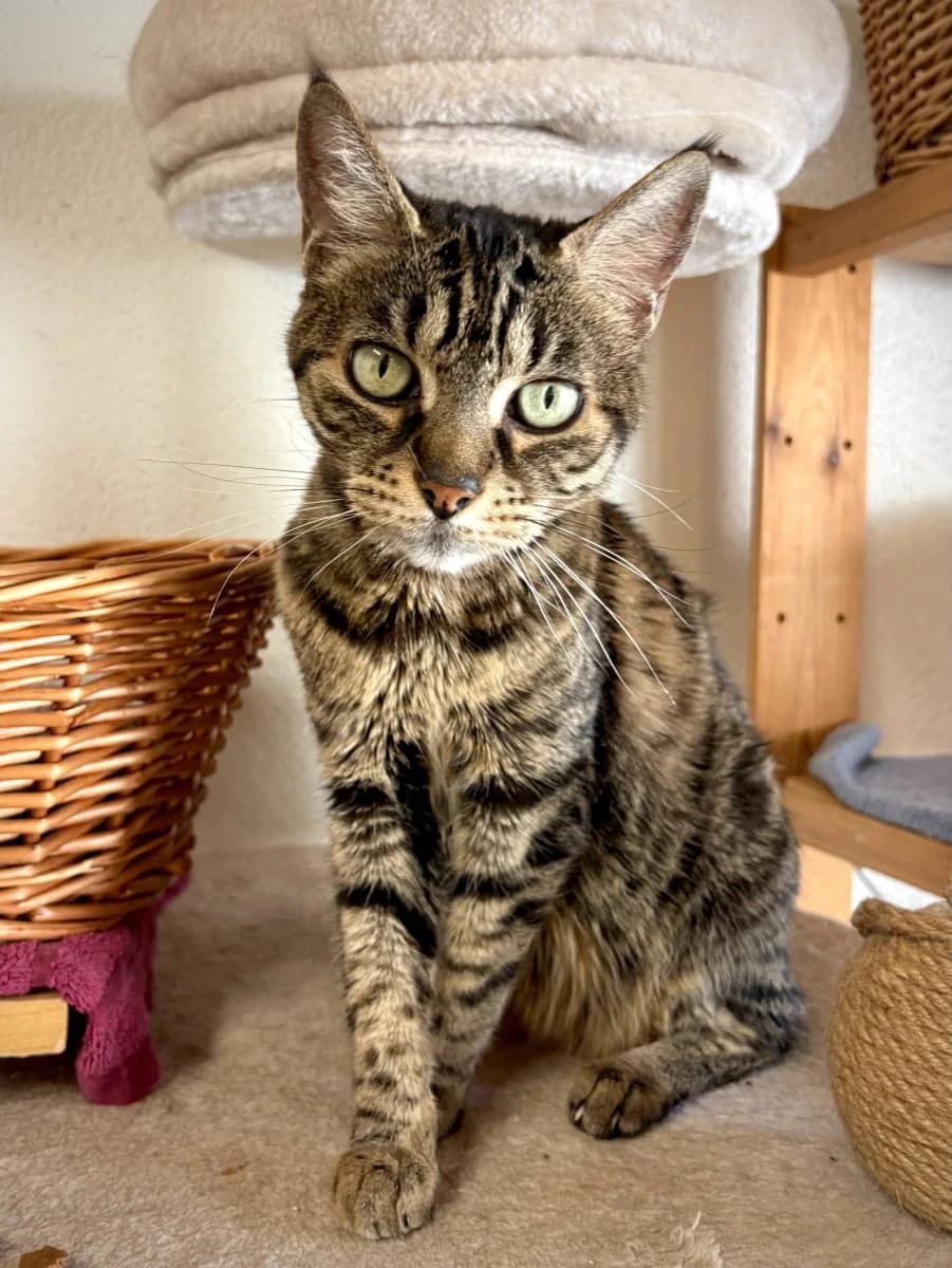 Tigrou, tigré. male 5yo European Shorthair for adoption at SPA du Haut-Léman