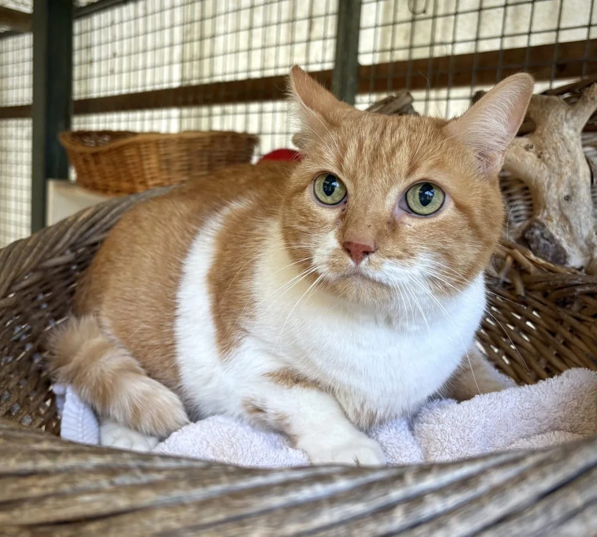 Tigre, male senior European Shorthair for adoption at SPA du Haut-Léman