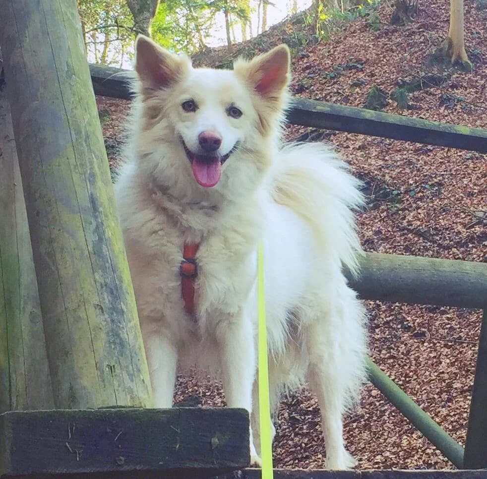 Stella, female Border Collie for adoption at SPA du Haut-Léman