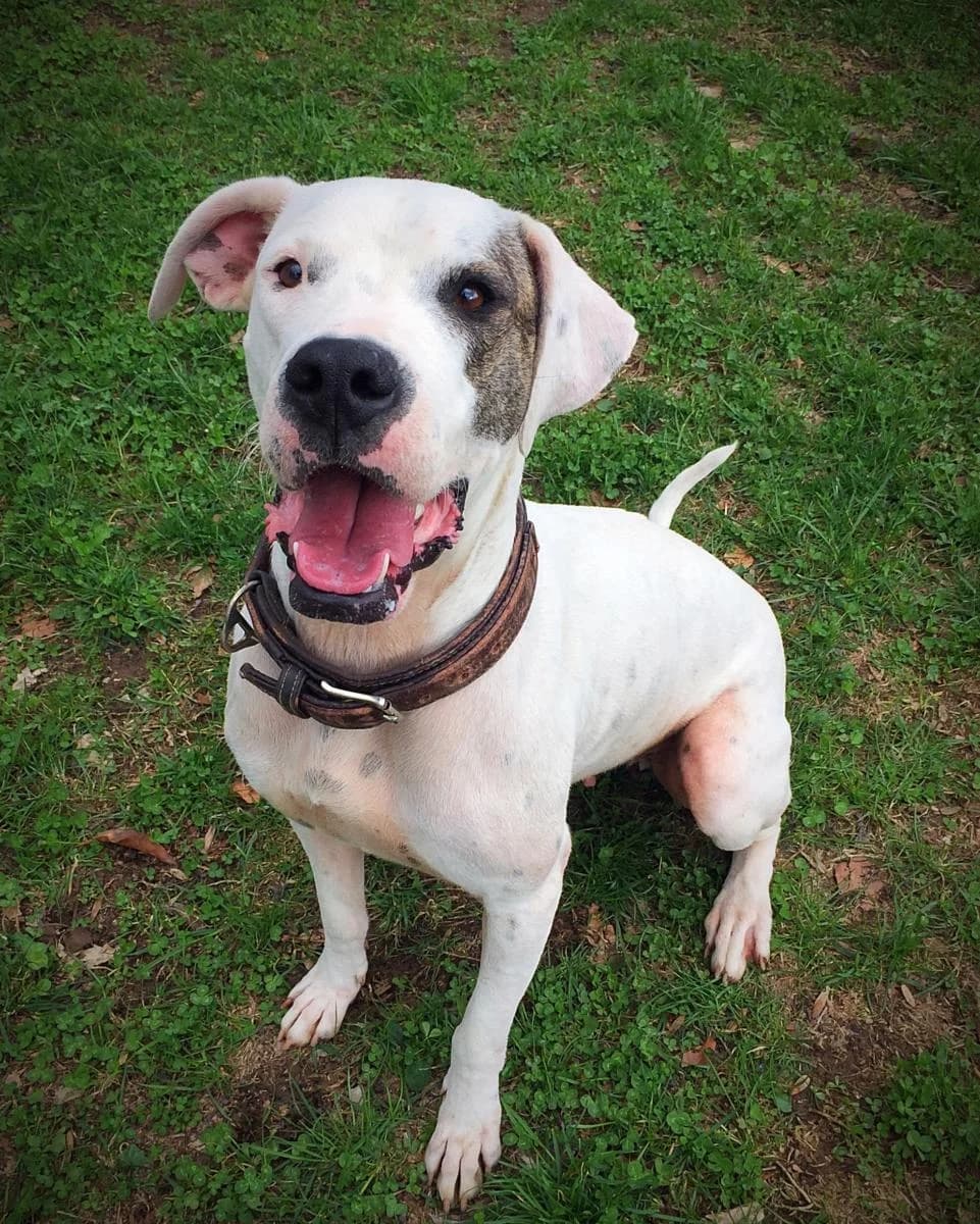 Kaïla, female mixed breed for adoption at SPA du Haut-Léman