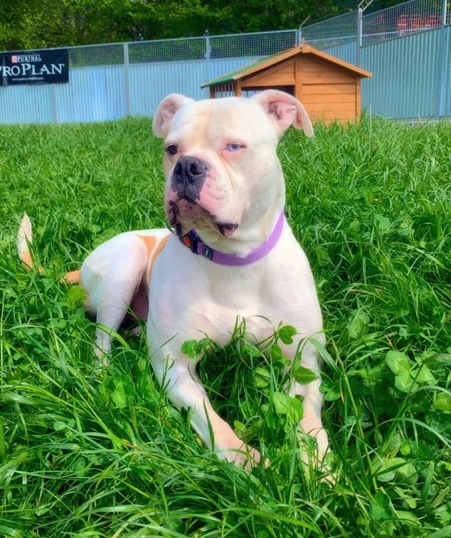 Zakaï, male French Bulldog for adoption at SPA du Haut-Léman