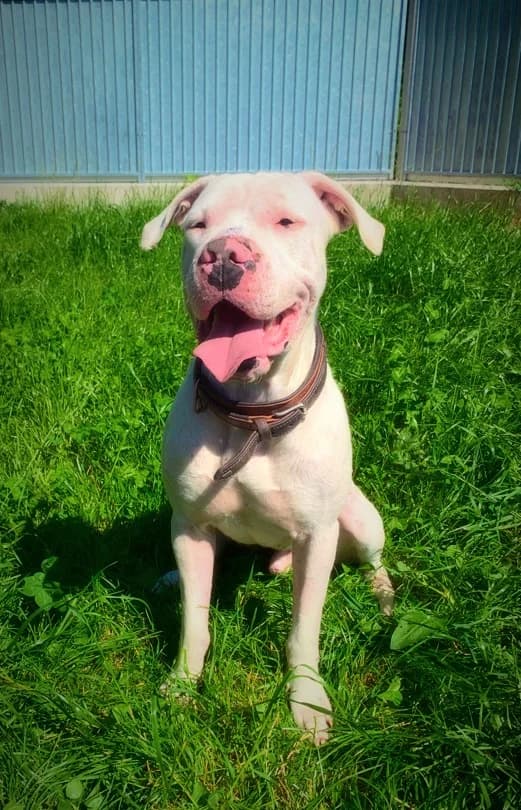 Rocky, male mixed breed for adoption at SPA du Haut-Léman