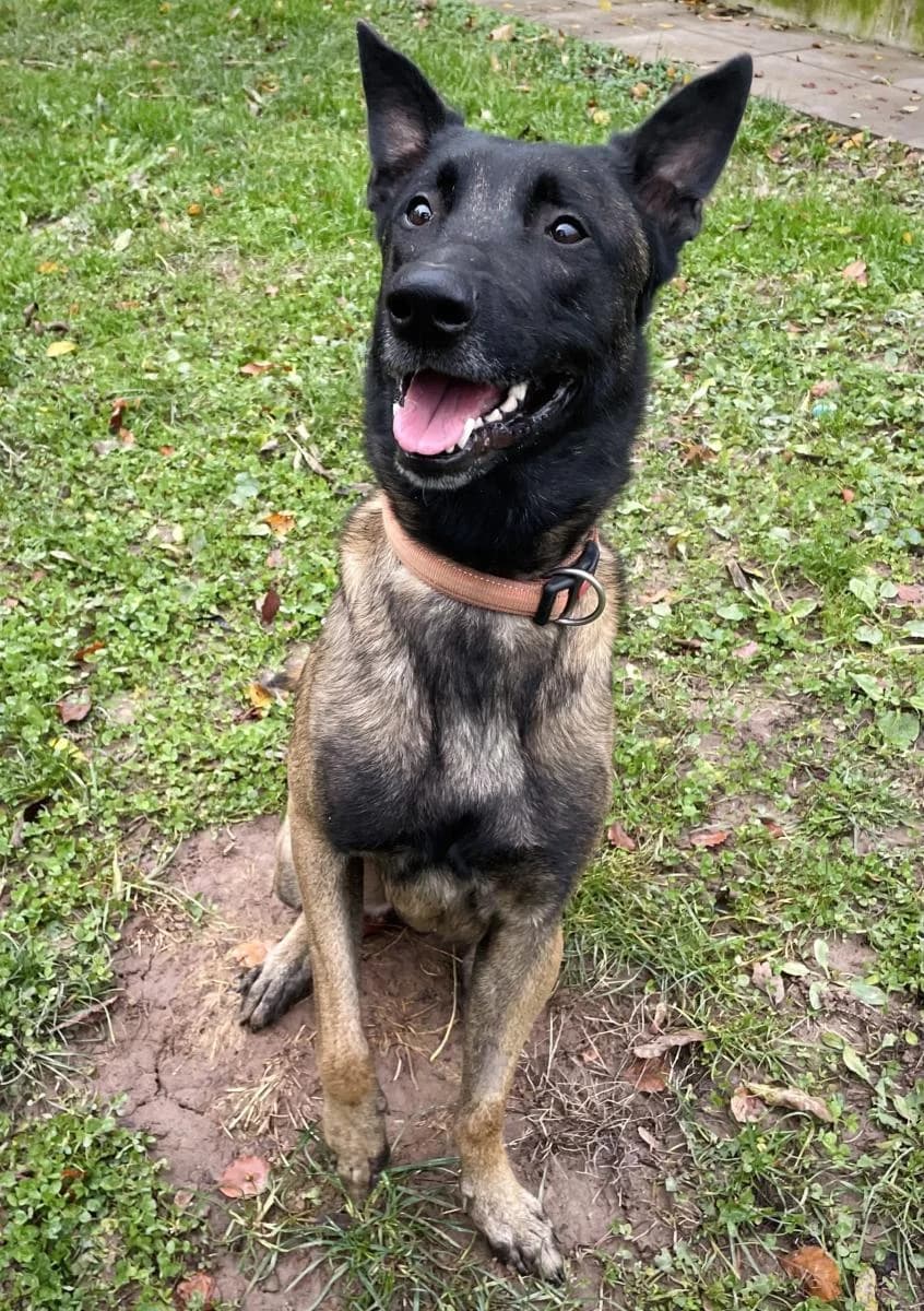 Hadès, male 6yo Belgian Malinois for adoption at SPA du Haut-Léman