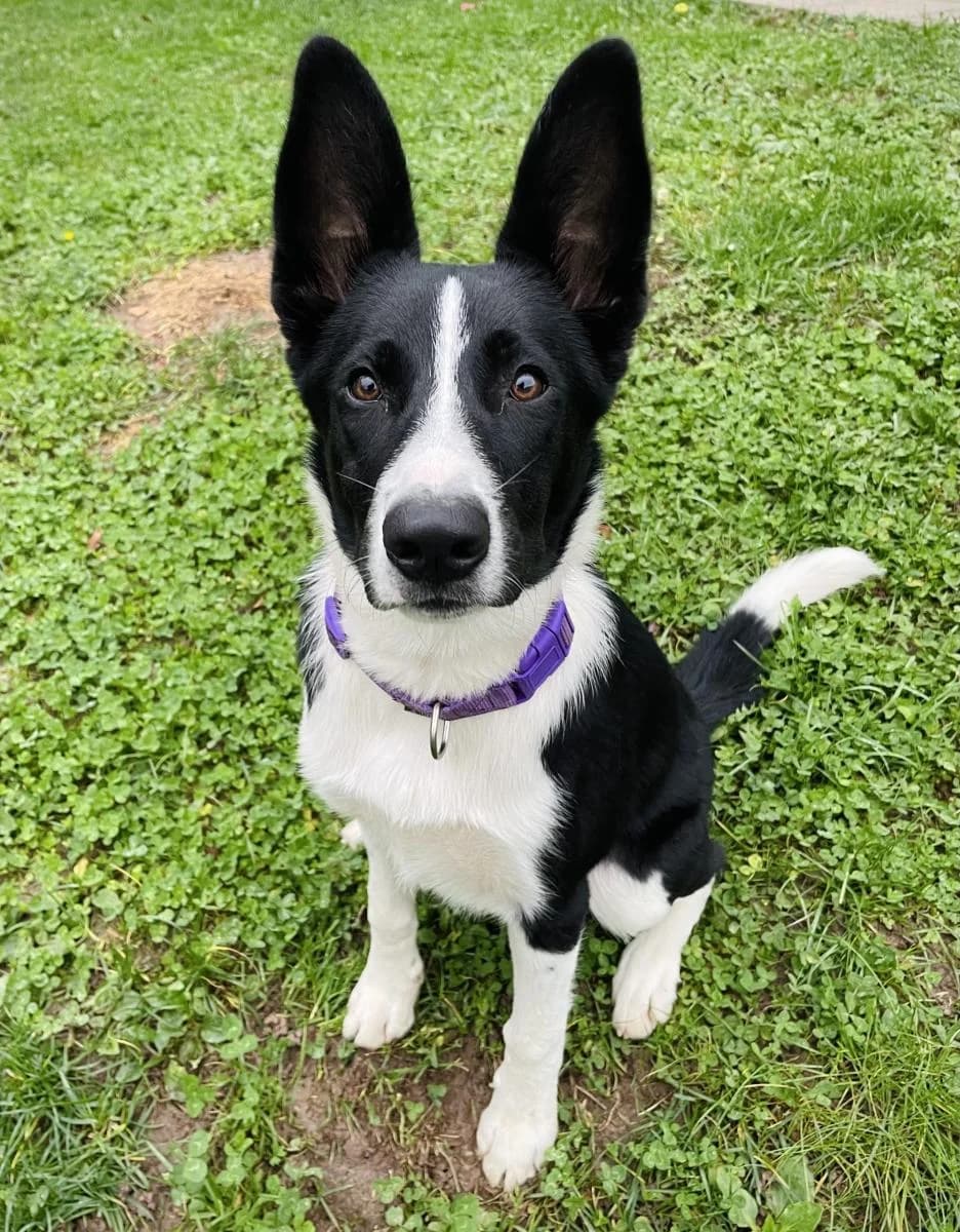 Rebelle, female 3yo Border Collie for adoption at SPA du Haut-Léman