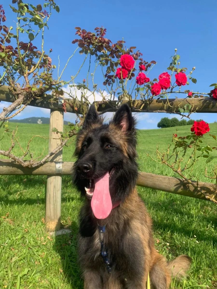 Reko, male 6yo Belgian Tervuren for adoption at SPA du Haut-Léman