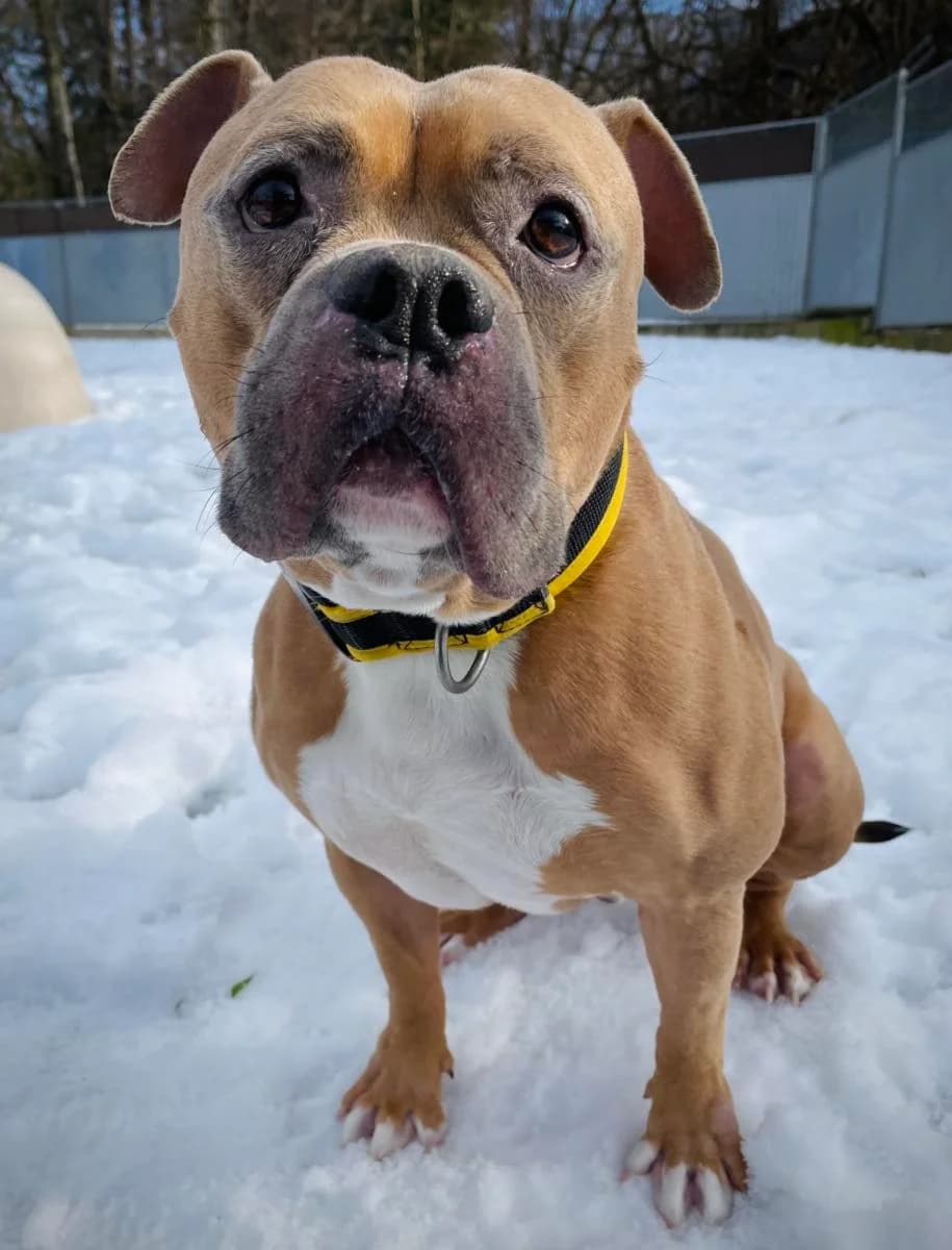 Bracko, male senior American Bully for adoption at SPA du Haut-Léman