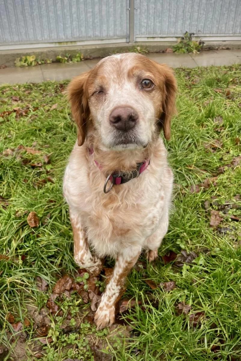 Pirate, male senior Brittany Spaniel for adoption at SPA du Haut-Léman
