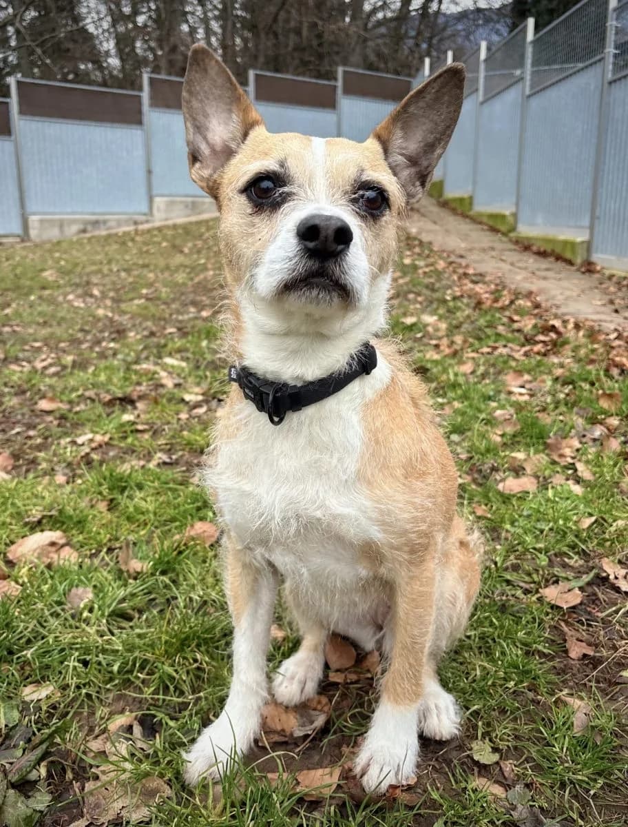 Daisy, female senior French Bulldog for adoption at SPA du Haut-Léman