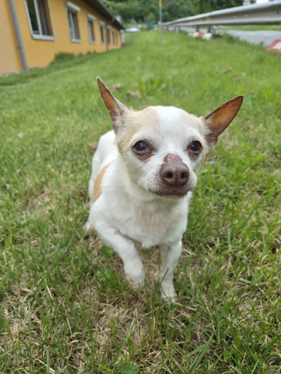 Raya, female senior Chihuahua for adoption at SPA du Haut-Léman