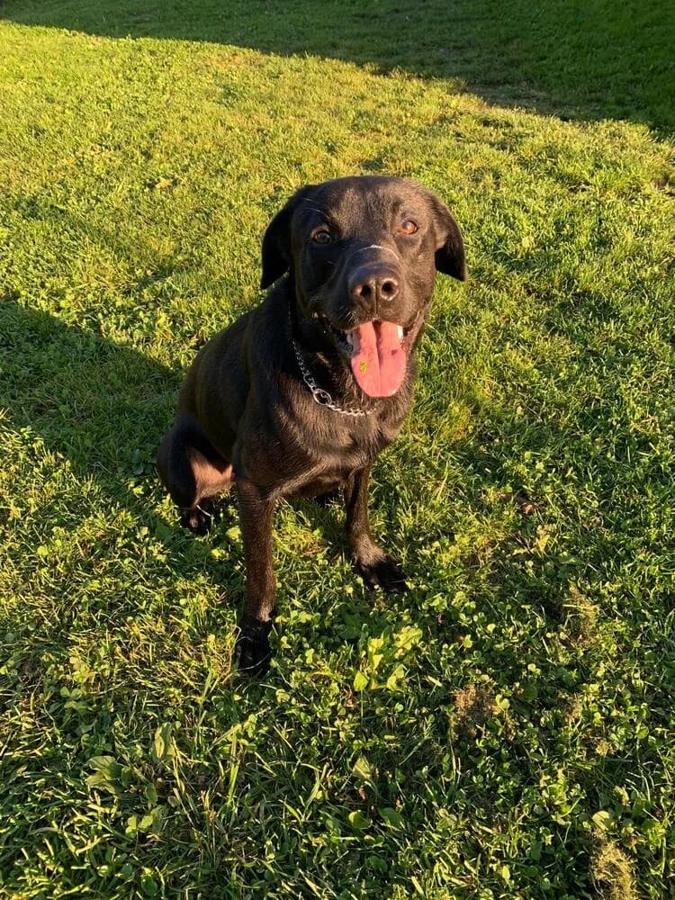 Milord, male Belgian Malinois for adoption at SPA Le Locle