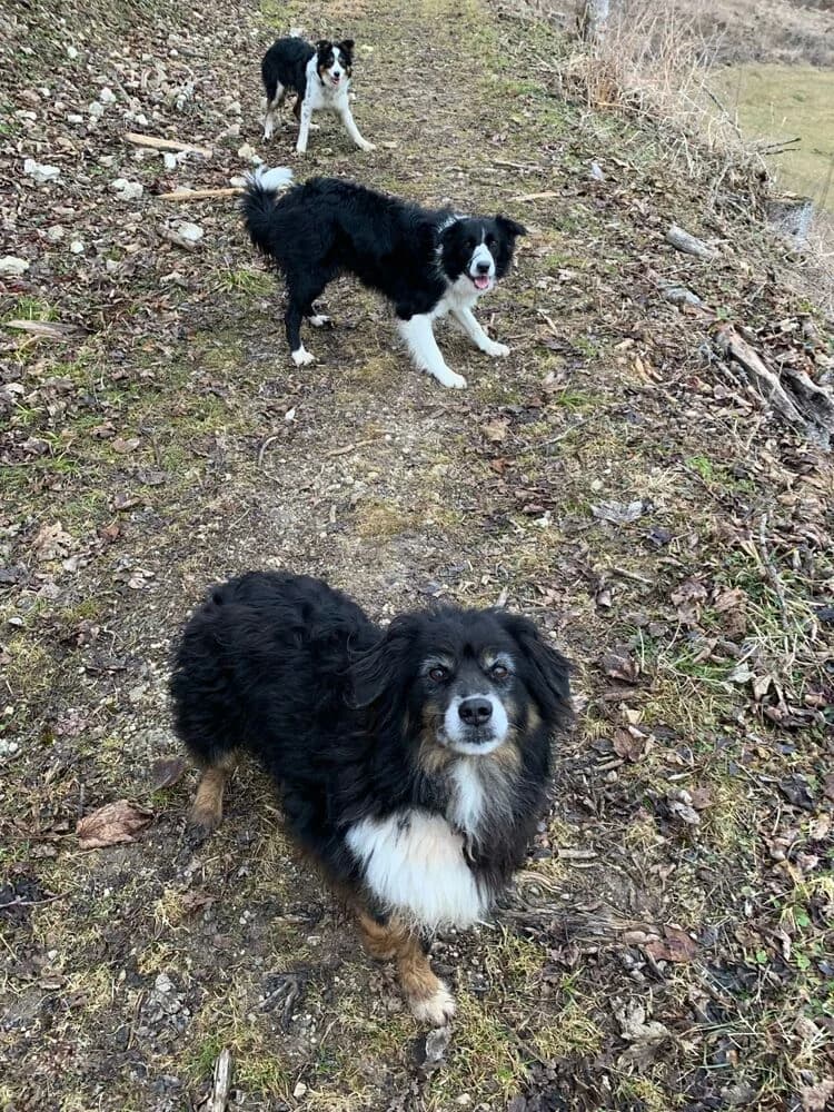 Vento de la Forêt des Barussels, male senior Australian Shepherd for adoption at SPA Le Locle, Le Locle