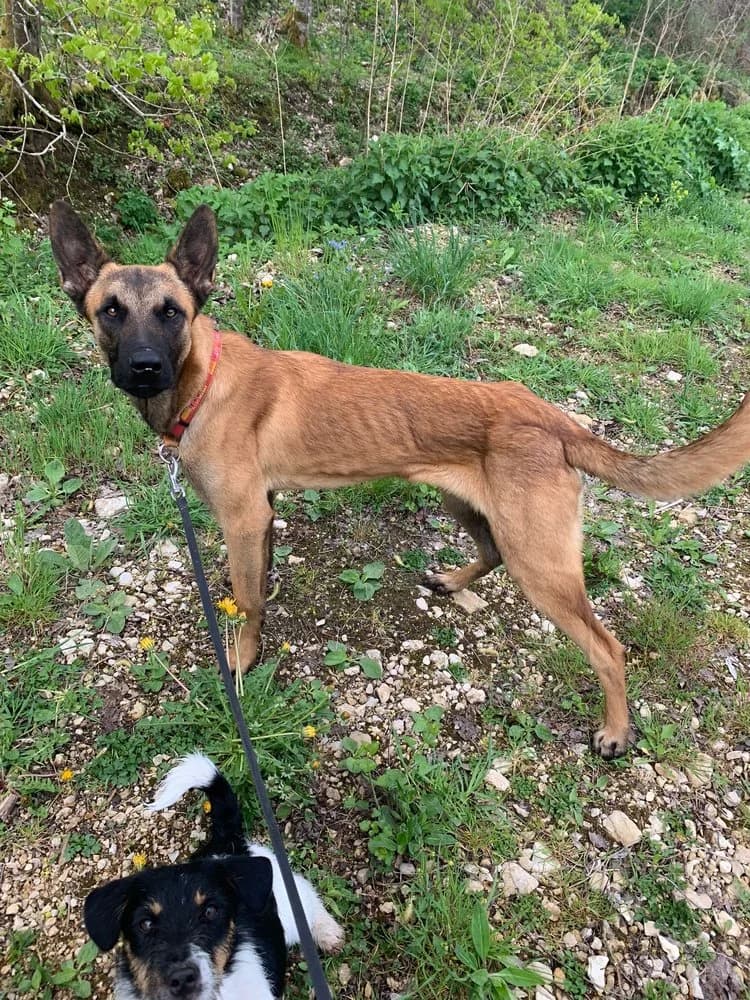 Storm, male young Belgian Malinois for adoption at SPA Le Locle, Le Locle