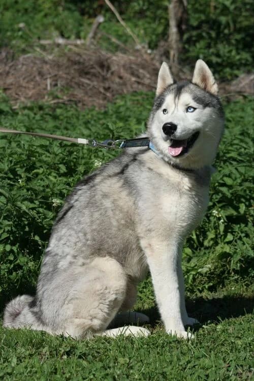 Matcho, male Husky for adoption at SPA Le Locle, Le Locle
