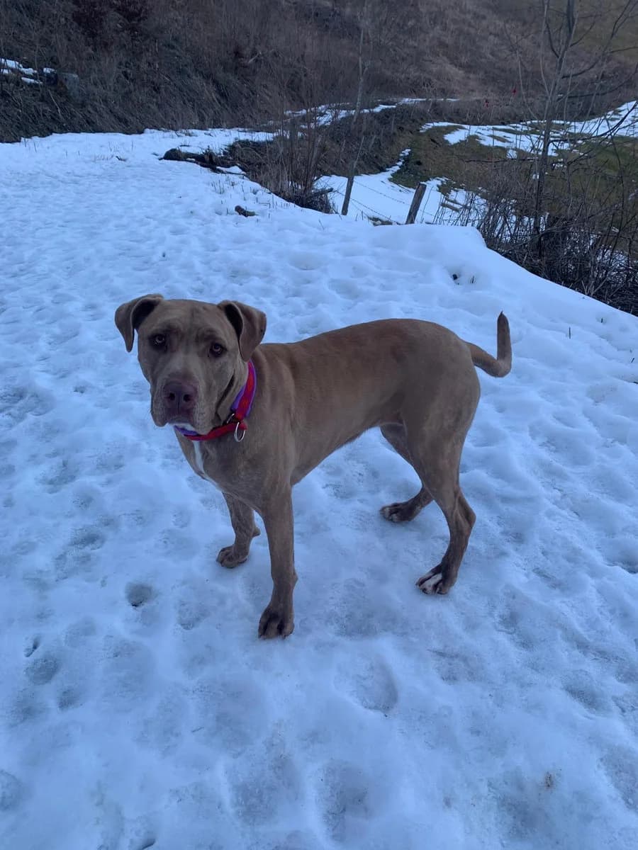 Clara, female 3yo Mixed Breed for adoption at SPA Le Locle, Le Locle
