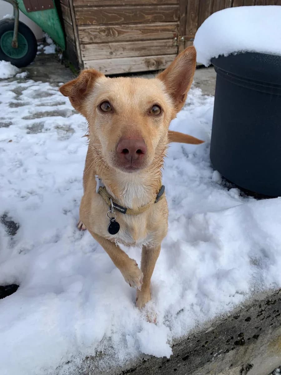 Cricket, female young Podenco for adoption at SPA Le Locle, Le Locle