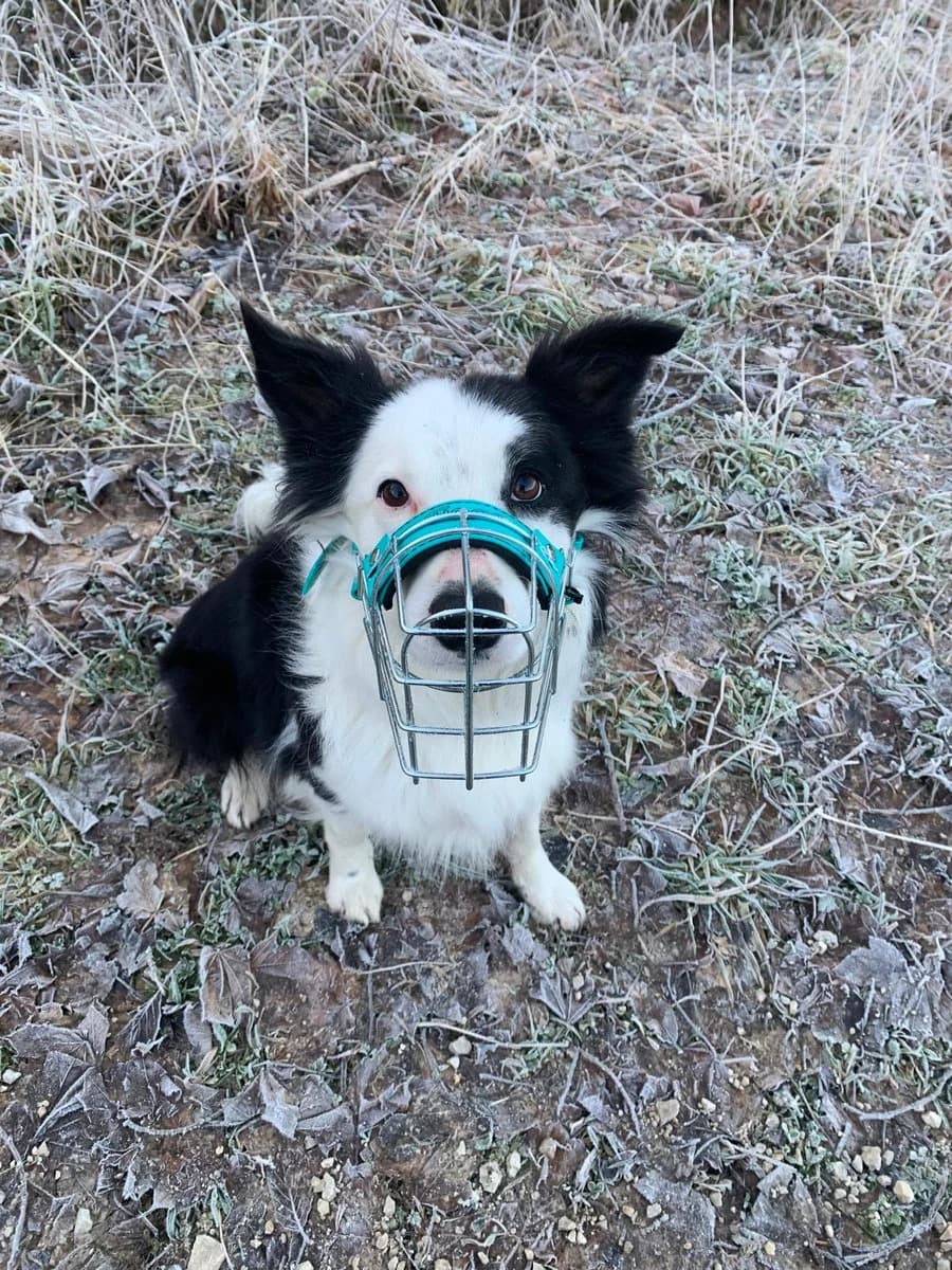 Maïko, male 5yo Border Collie for adoption at SPA Le Locle, Le Locle