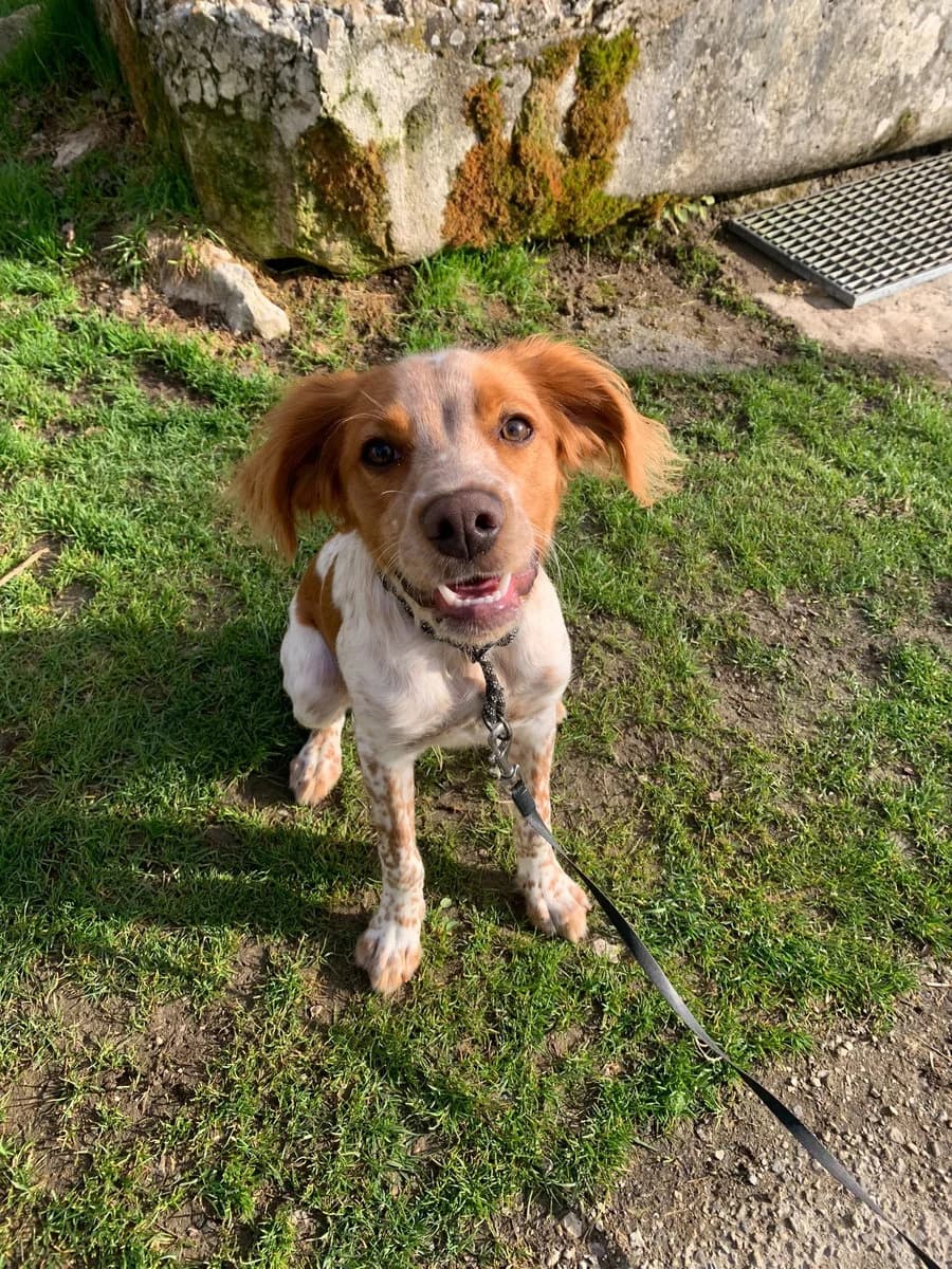 Mistral, male puppy Brittany Spaniel for adoption at SPA Le Locle, Le Locle