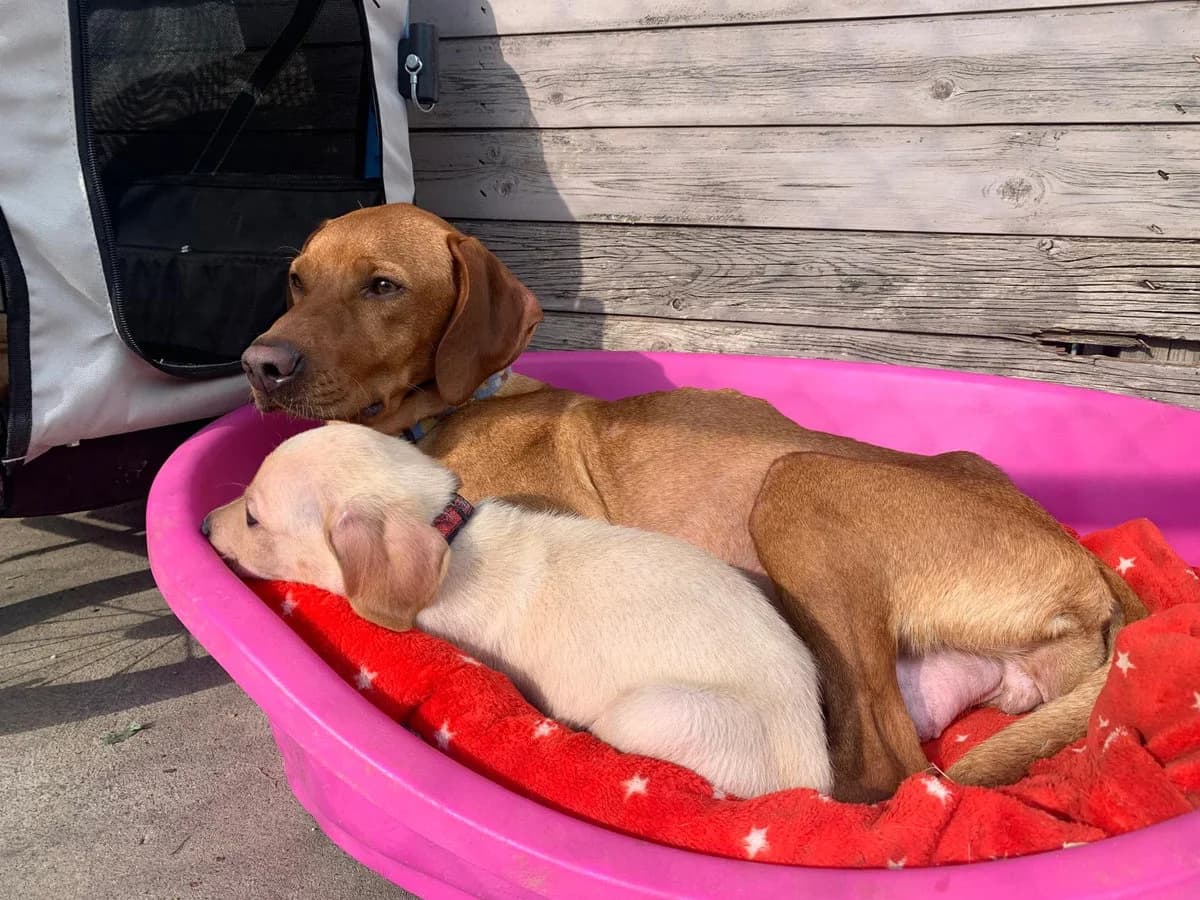 Happy, female 3yo mixed breed for adoption at SPA Le Locle, Le Locle