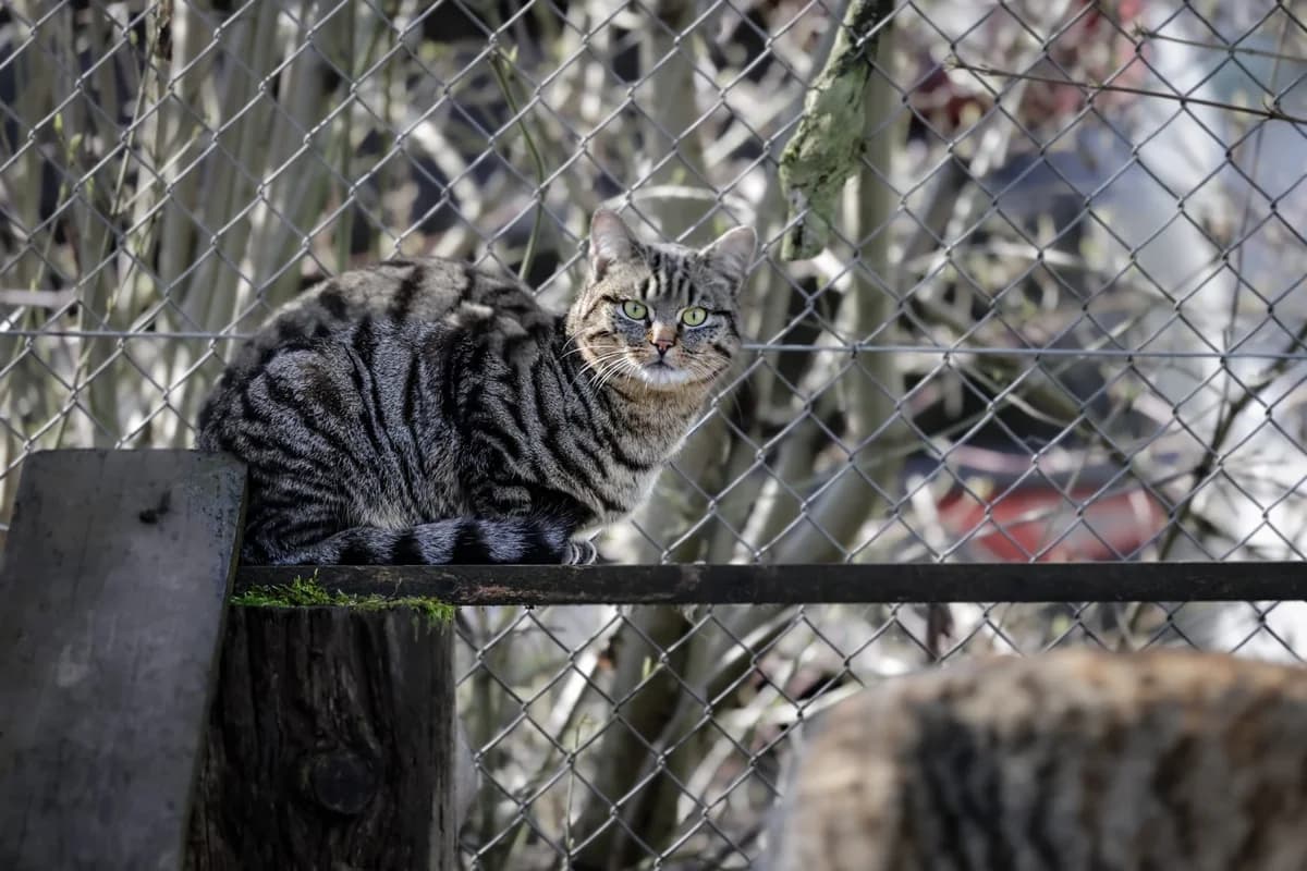 Hilde & Hades, female Mixed Breed Cat for adoption at Tierheim Tierpension Strubeli