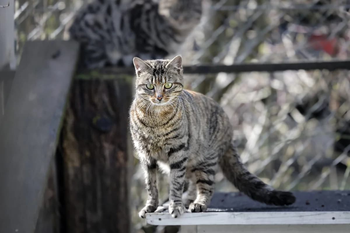 Hilde & Hades, female Mixed Breed Cat for adoption at Tierheim Tierpension Strubeli — photo 2 of 4