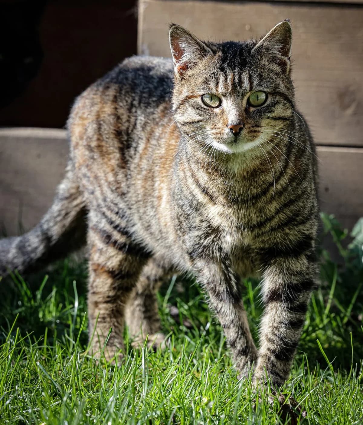 Hilde & Hades, female Mixed Breed Cat for adoption at Tierheim Tierpension Strubeli — photo 3 of 4