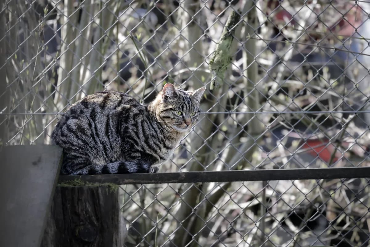 Hilde & Hades, female Mixed Breed Cat for adoption at Tierheim Tierpension Strubeli — photo 4 of 4