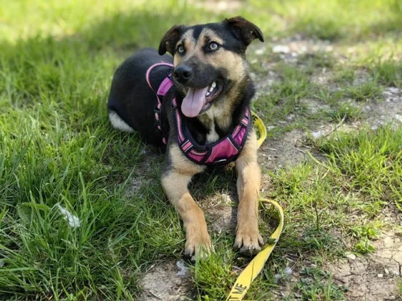 Lucia, female Mixed Breed for adoption at Tierheim Tierpension Strubeli