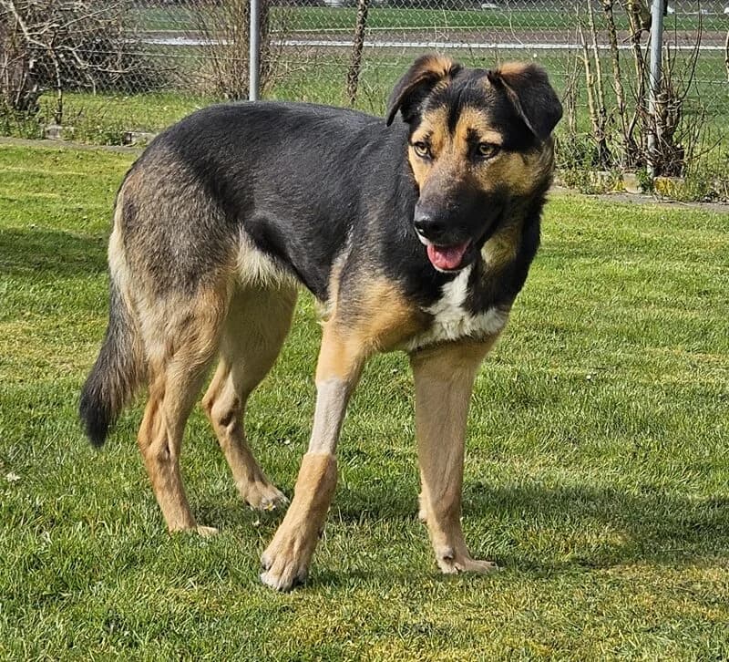 Lucia, female Mixed Breed for adoption at Tierheim Tierpension Strubeli — photo 2 of 4