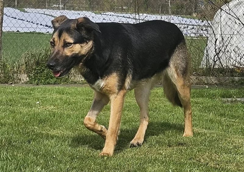 Lucia, female Mixed Breed for adoption at Tierheim Tierpension Strubeli — photo 3 of 4