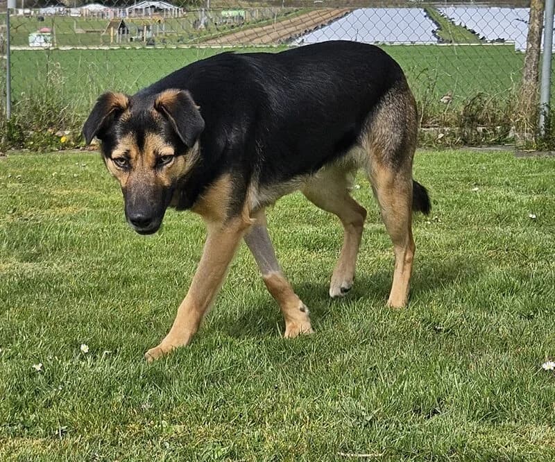 Lucia, female Mixed Breed for adoption at Tierheim Tierpension Strubeli — photo 4 of 4