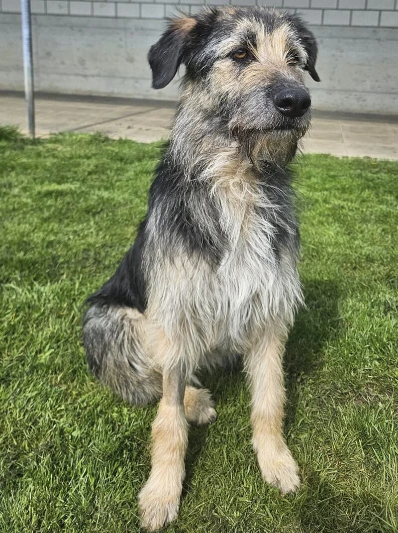 Lucio, male Mixed Breed for adoption at Tierheim Tierpension Strubeli