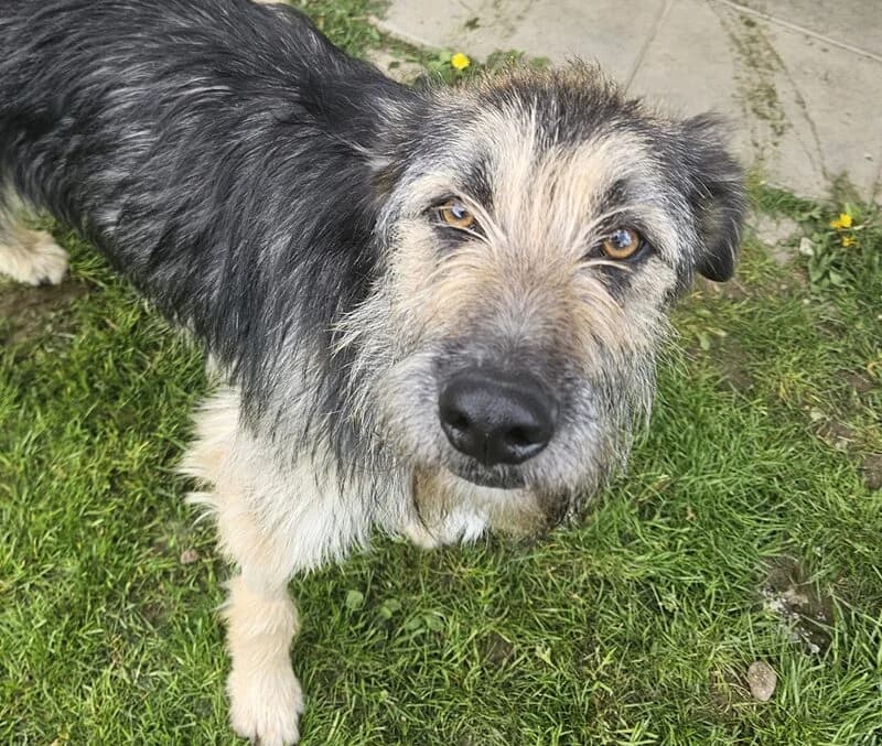 Lucio, male Mixed Breed for adoption at Tierheim Tierpension Strubeli — photo 2 of 4