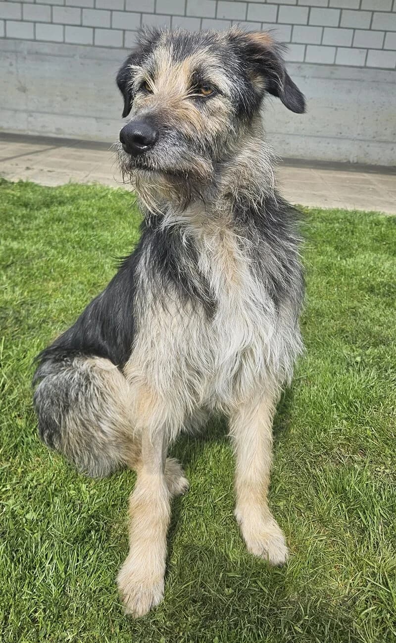 Lucio, male Mixed Breed for adoption at Tierheim Tierpension Strubeli — photo 3 of 4