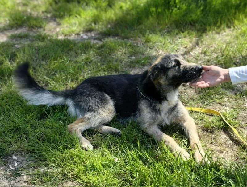Lucio, male Mixed Breed for adoption at Tierheim Tierpension Strubeli — photo 4 of 4