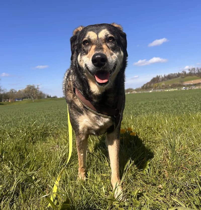 Raja, female 7yo Mixed Breed for adoption at Tierheim Tierpension Strubeli