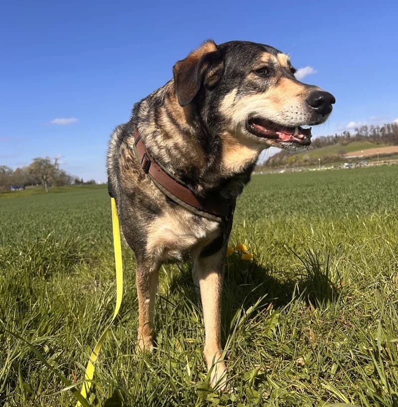 Raja, female Mixed Breed for adoption at Tierheim Tierpension Strubeli — photo 2 of 4