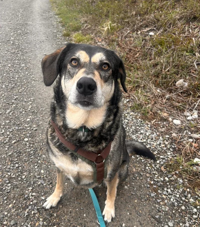 Raja, female Mixed Breed for adoption at Tierheim Tierpension Strubeli — photo 3 of 4