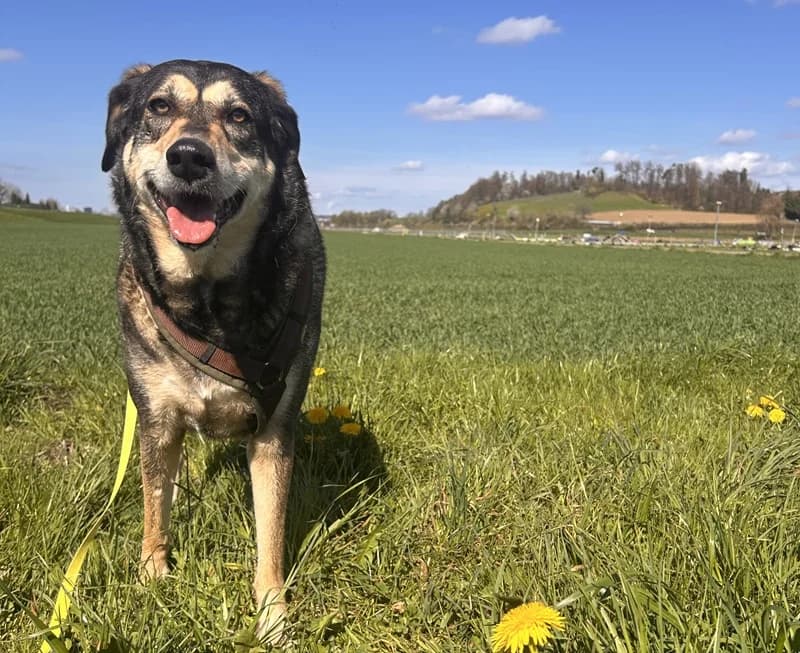 Raja, female Mixed Breed for adoption at Tierheim Tierpension Strubeli — photo 4 of 4